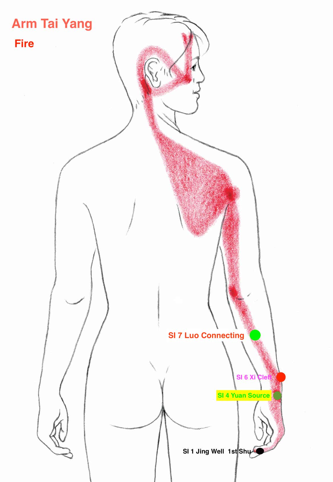 A diagram of the muscles of the rear arm and shoulder